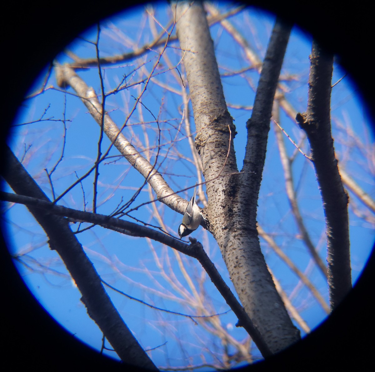 Asian Tit - ML651195017