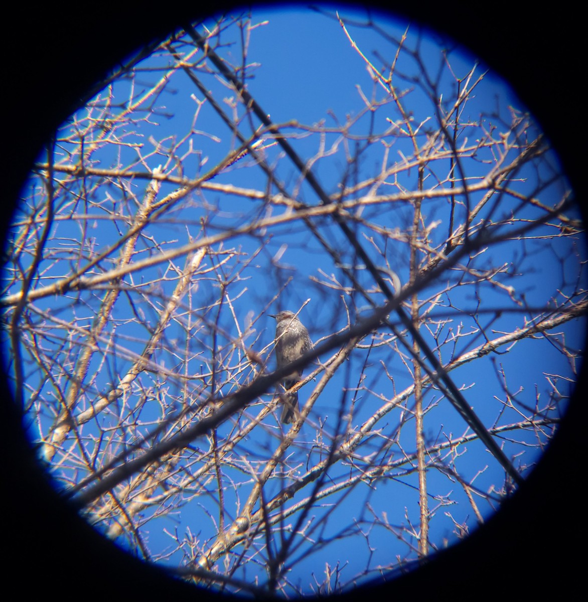 Brown-eared Bulbul - ML651195028