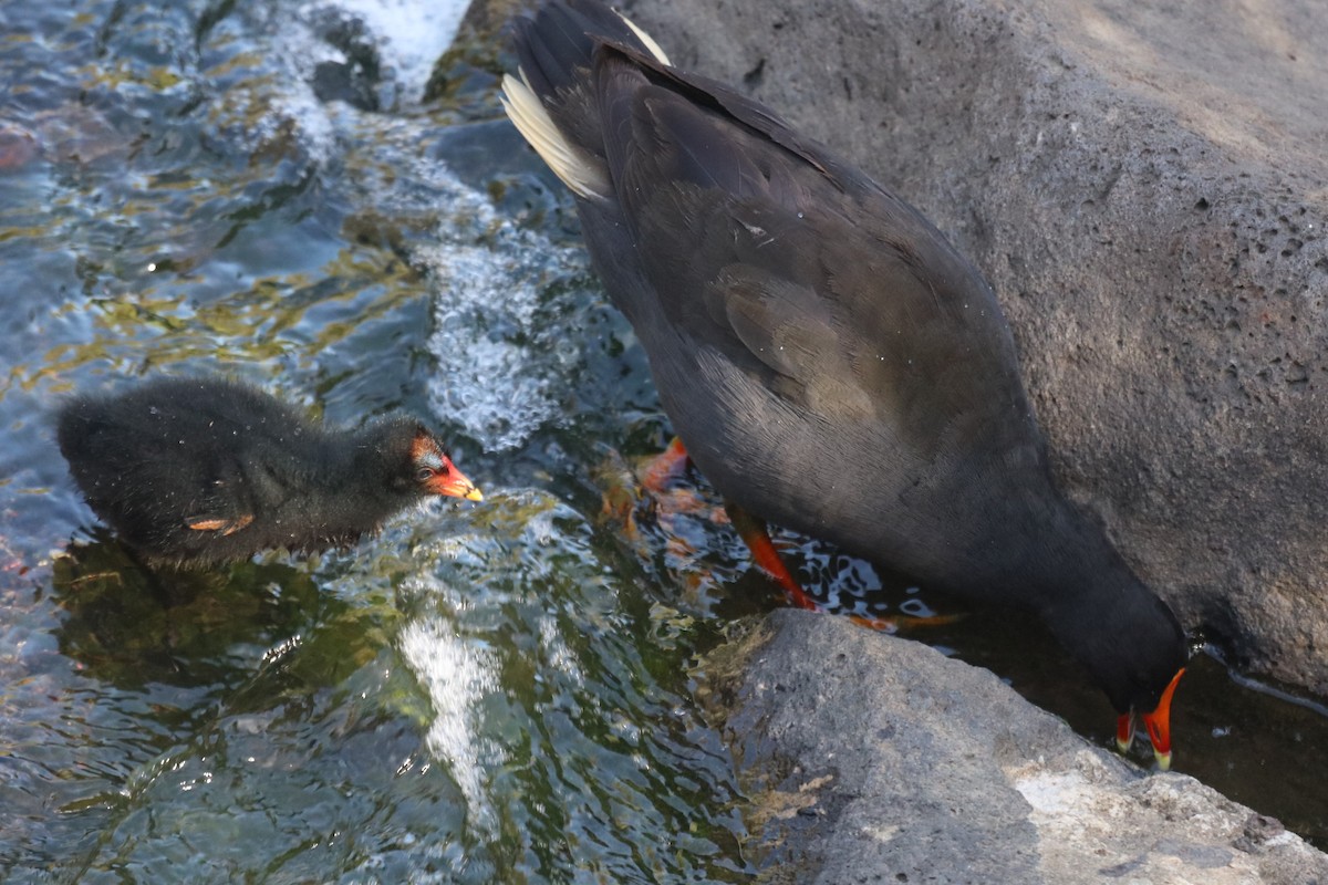 Тёмная камышница - ML651195042