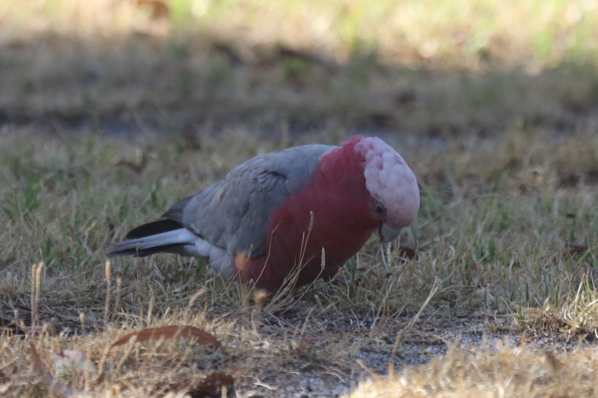 Розовый какаду - ML651195093