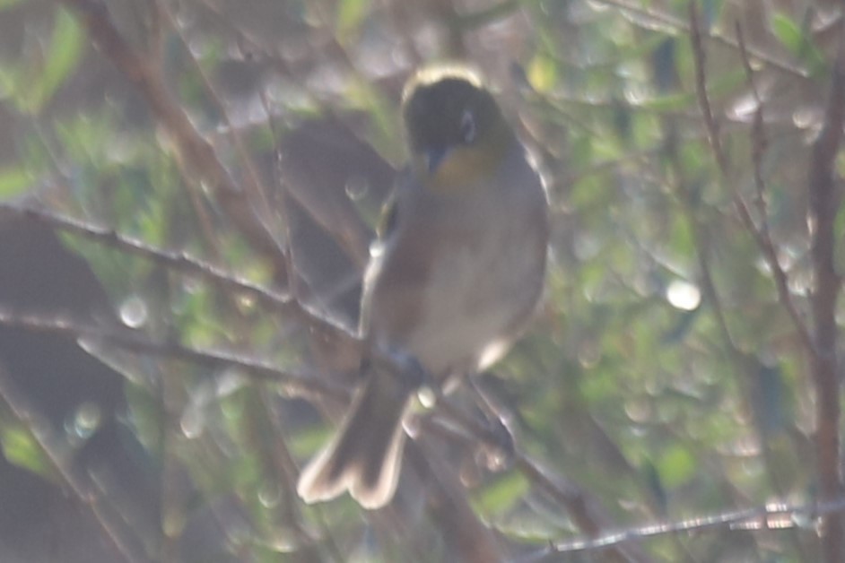 Серебряная белоглазка - ML651195134