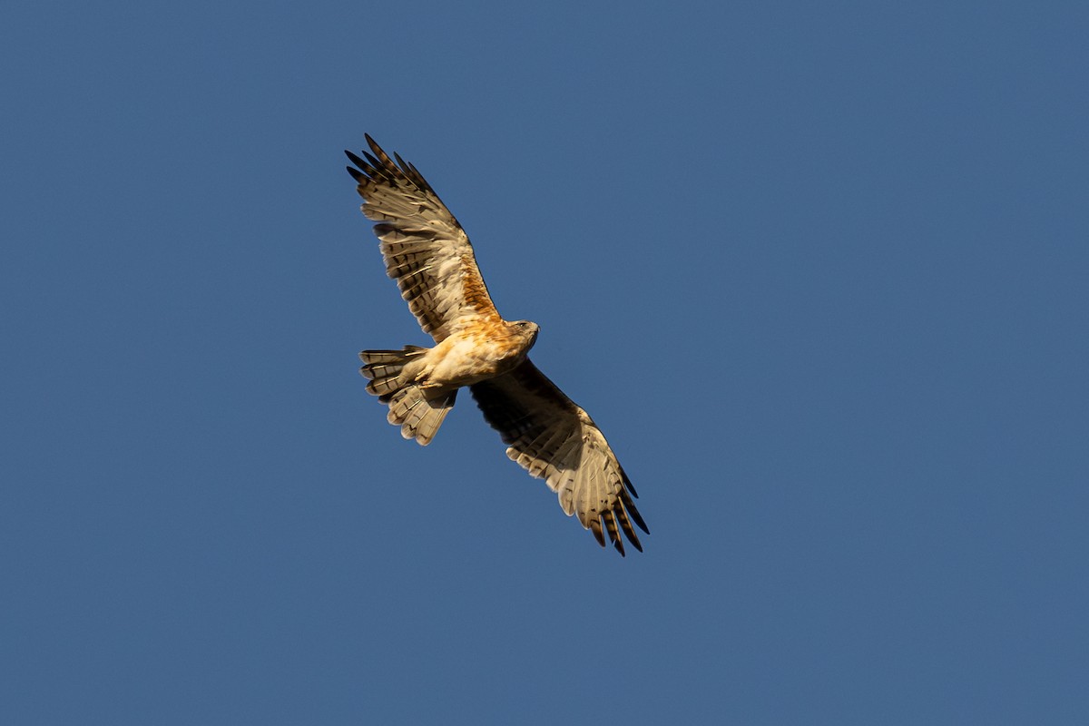 Австралийский орёл-карлик - ML651195165