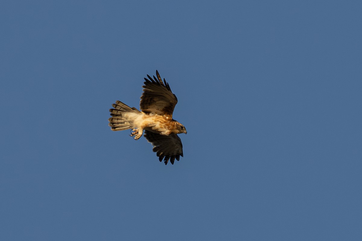 Австралийский орёл-карлик - ML651195166