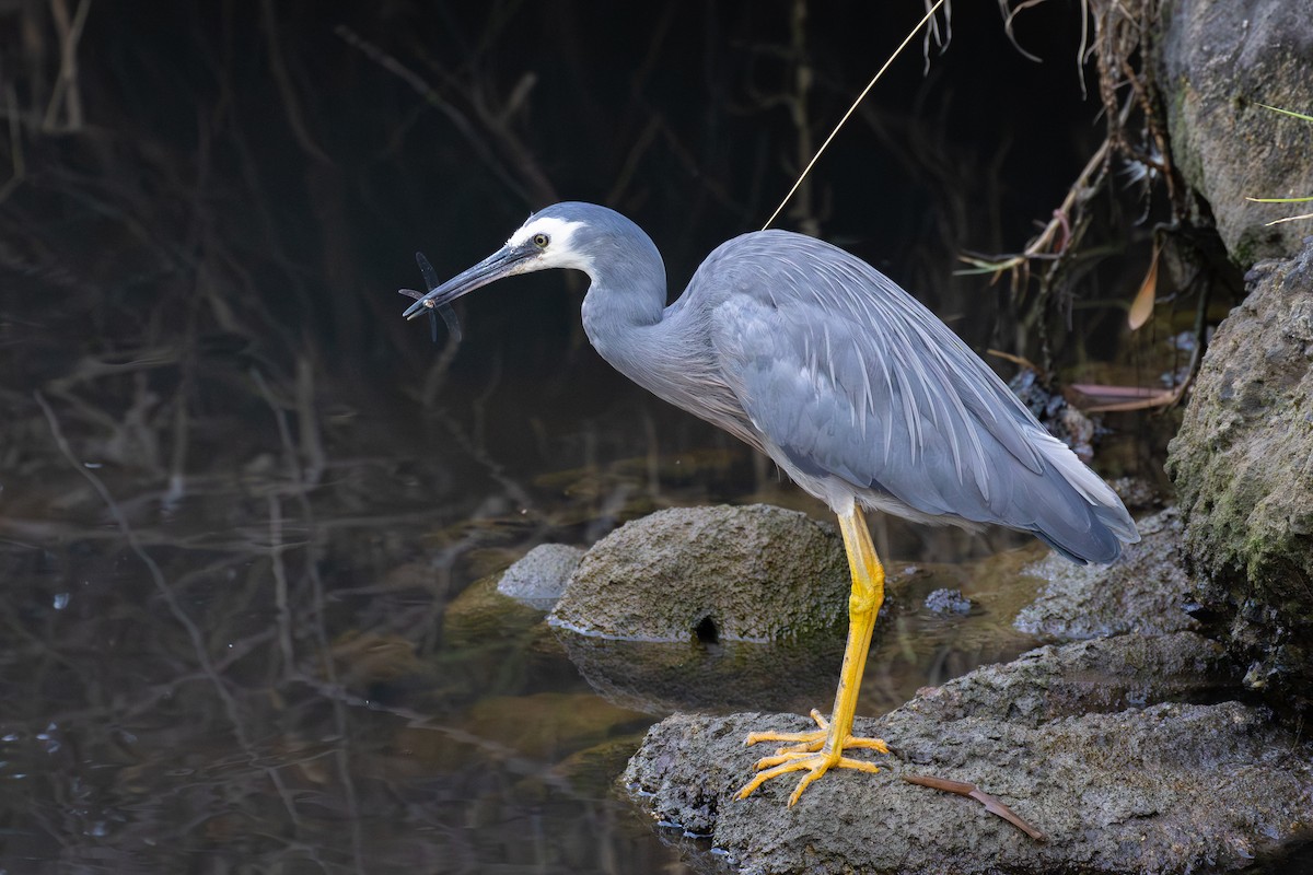 Белолицая цапля - ML651195168