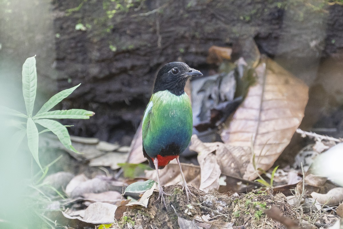 Pita Encapuchada Oriental - ML651195187