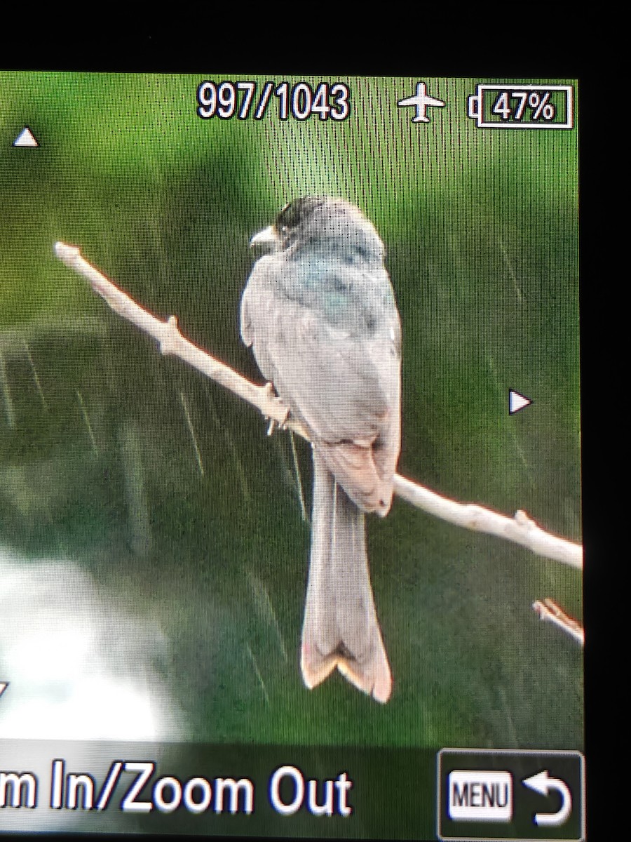 Черный дронго - ML651195364