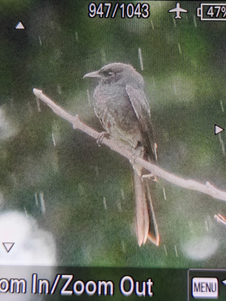 Черный дронго - ML651195365