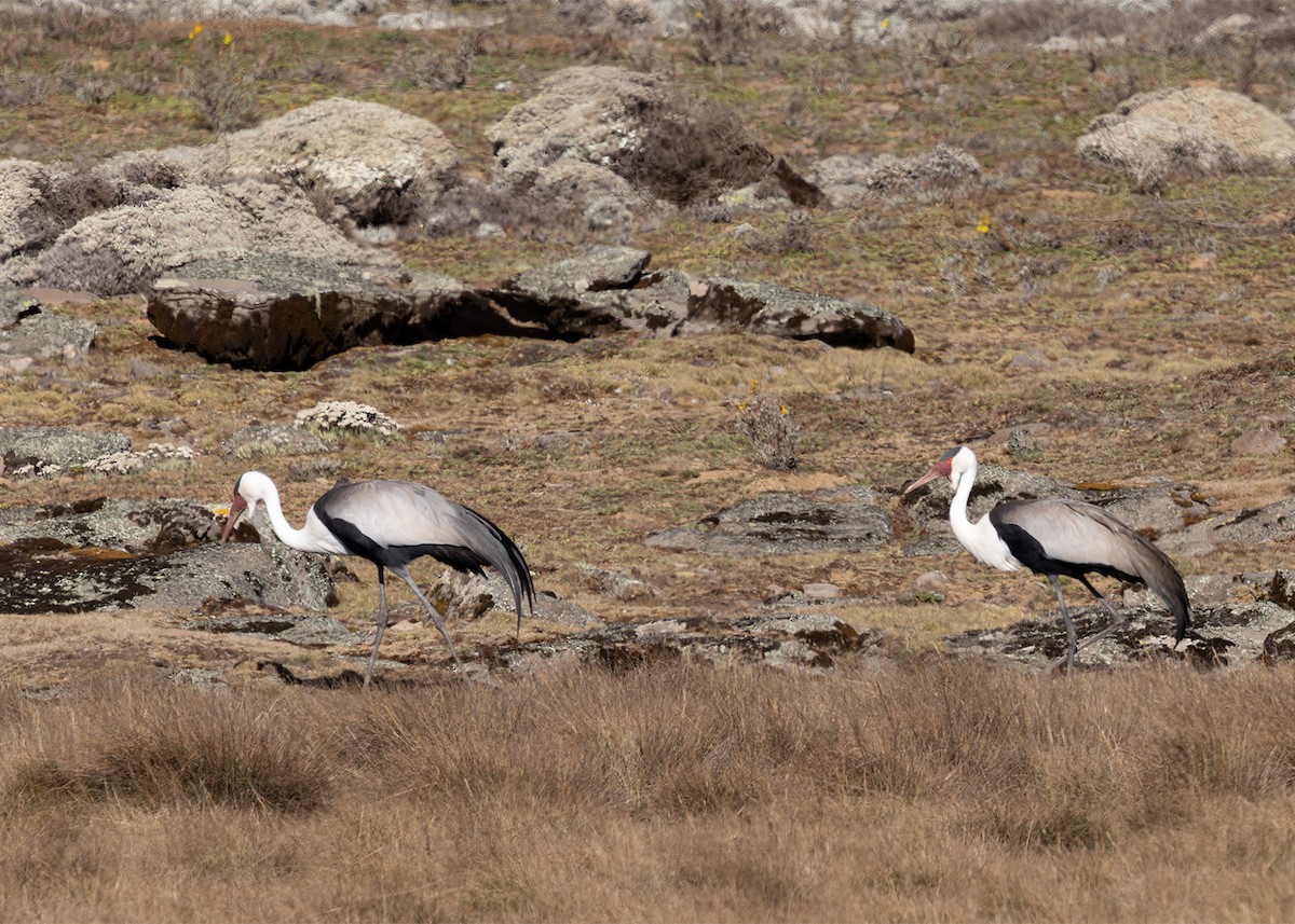 Журавель білошиїй - ML651195409