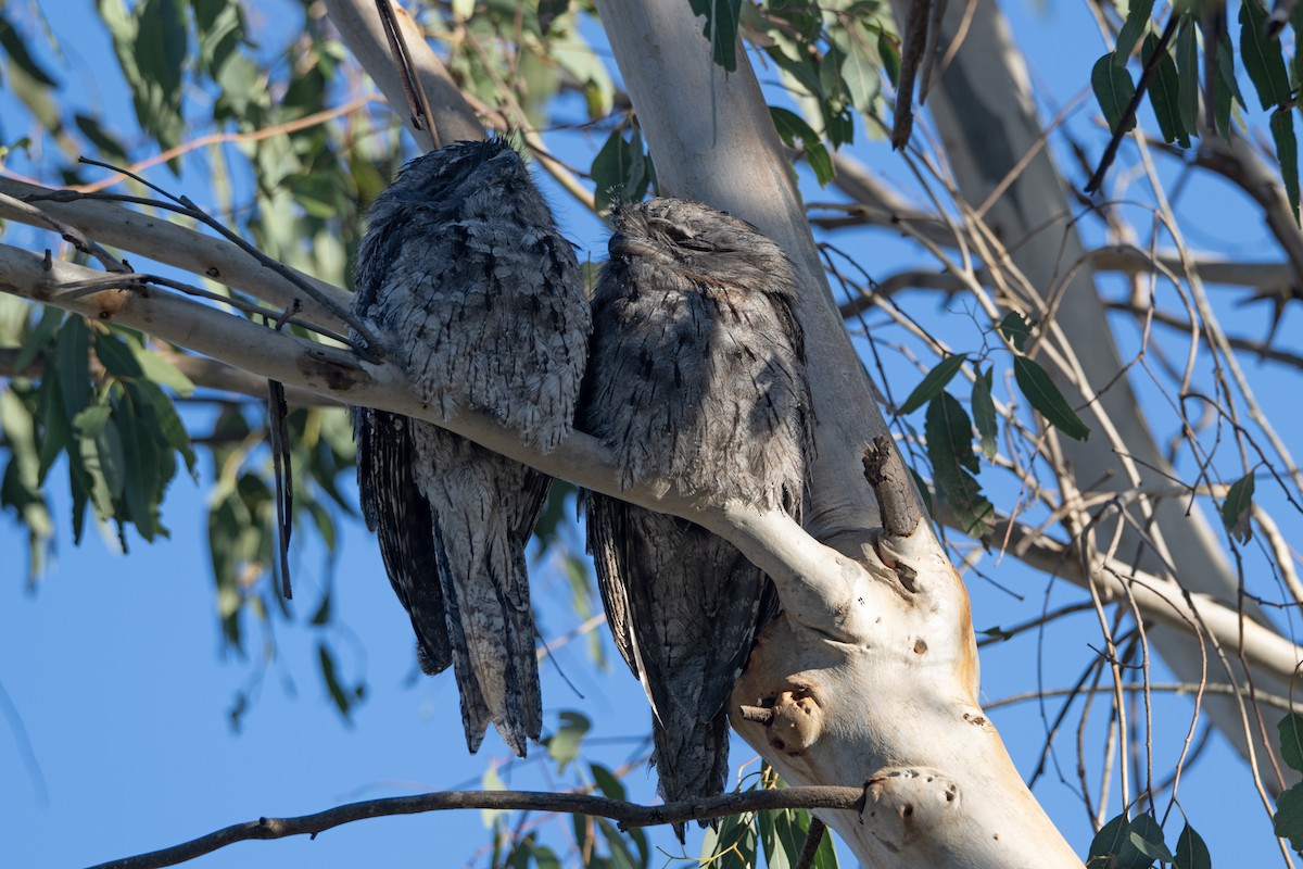 Исполинский лягушкорот - ML651195702