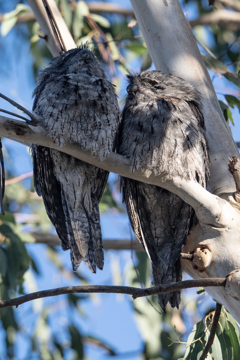 Исполинский лягушкорот - ML651195709