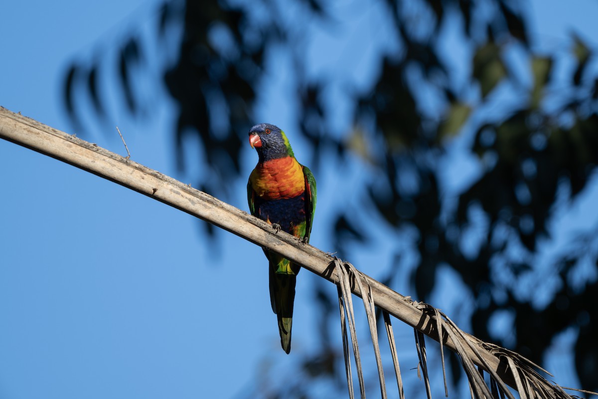 Радужный лорикет - ML651195712