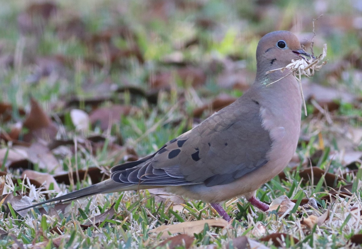 Зенаїда північна - ML651195929