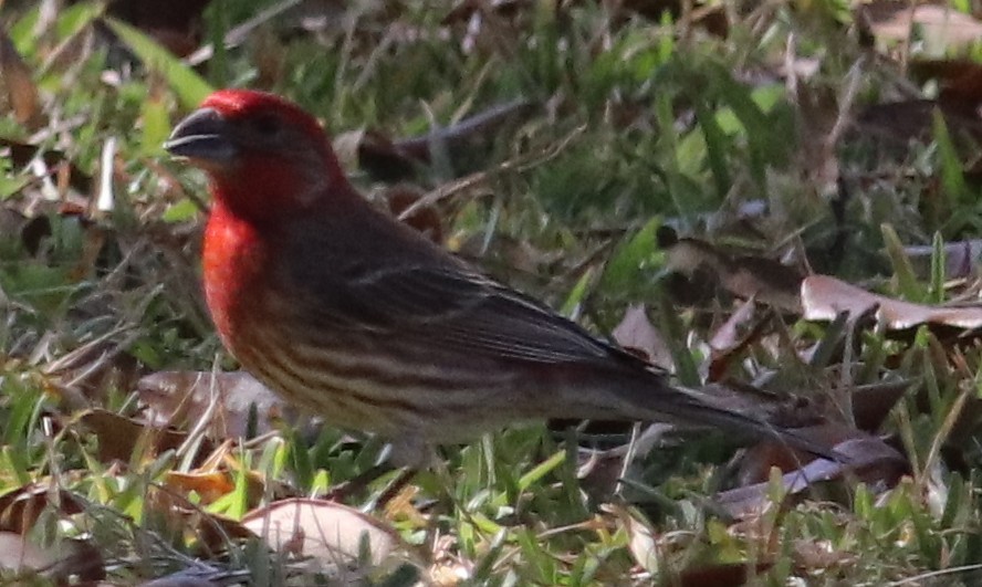 Чечевиця садова - ML651195937
