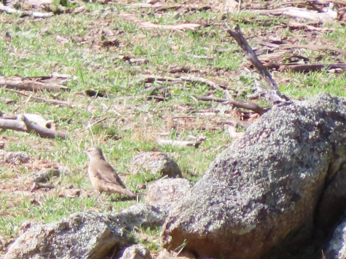 eBird Checklist - 18 Feb 2026 - Naas Road at Apollo Road - 11 species