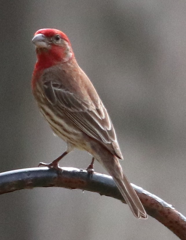 Чечевиця садова - ML651195940