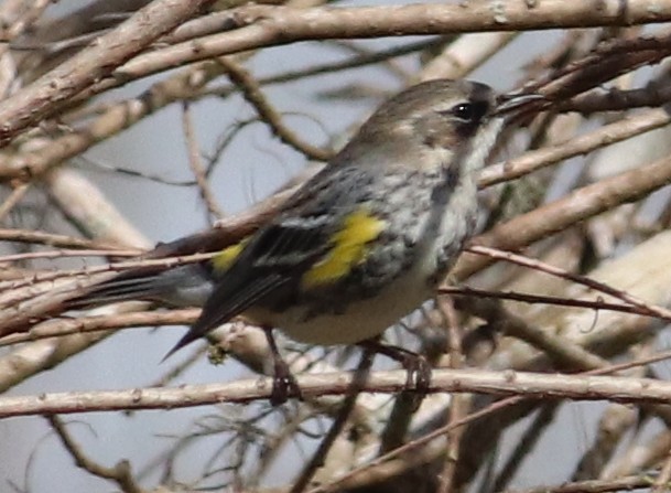 Пісняр-лісовик жовтогузий (підвид coronata) - ML651195953