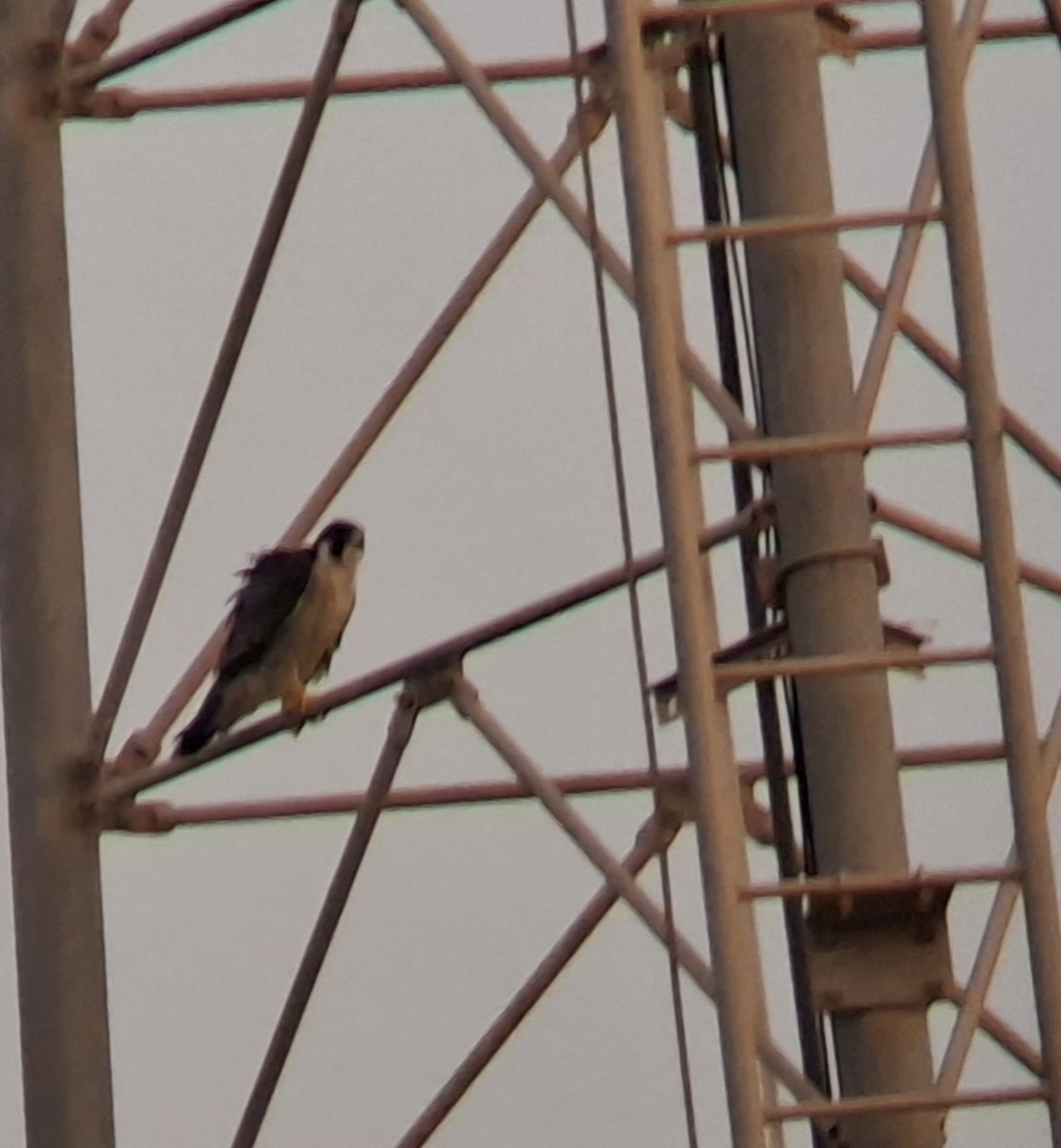 Сапсан (calidus/tundrius) - ML651196018