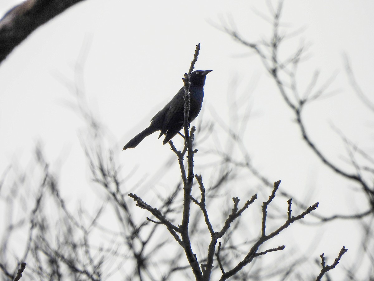 Common Grackle - ML651196020