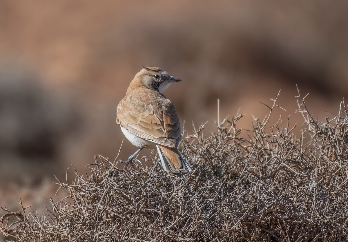 Temminck's Lark - ML651196275