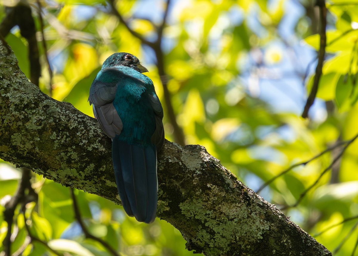 Narinatrogon - ML651196282