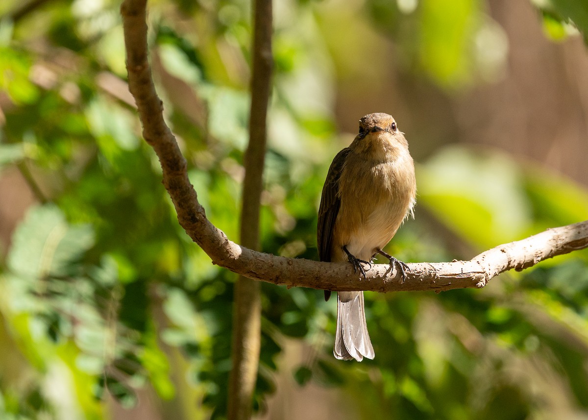 Dunkelschnäpper - ML651196296
