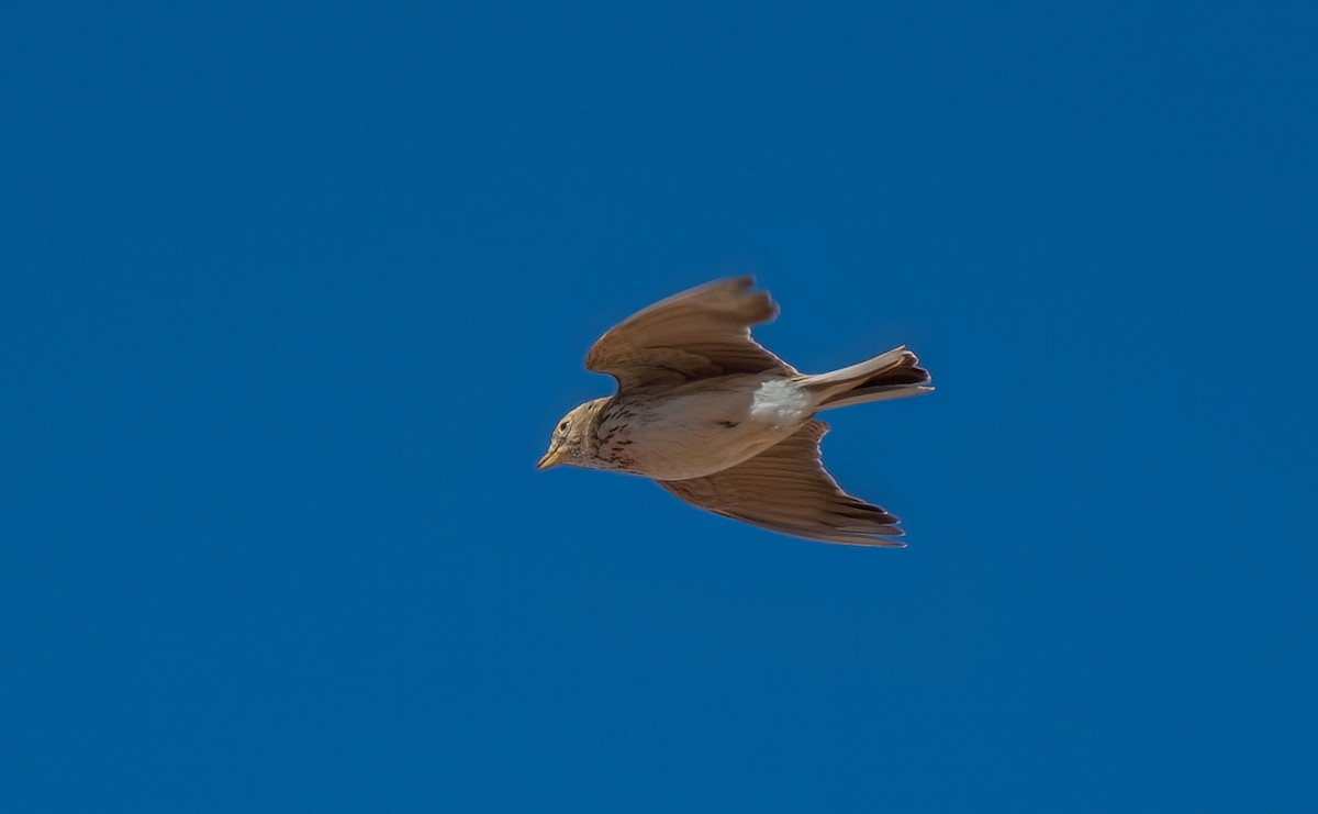Mediterranean Short-toed Lark - ML651196335
