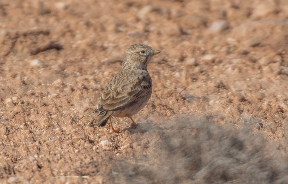 Mediterranean Short-toed Lark - ML651196336