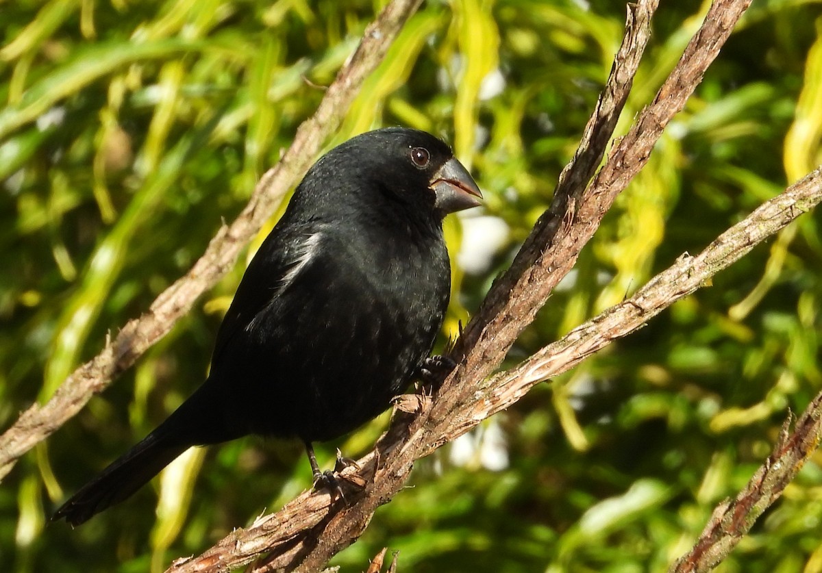 Thick-billed Seed-Finch - ML651196348