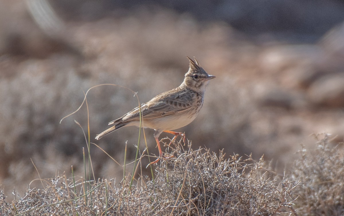 Thekla's Lark - ML651196388