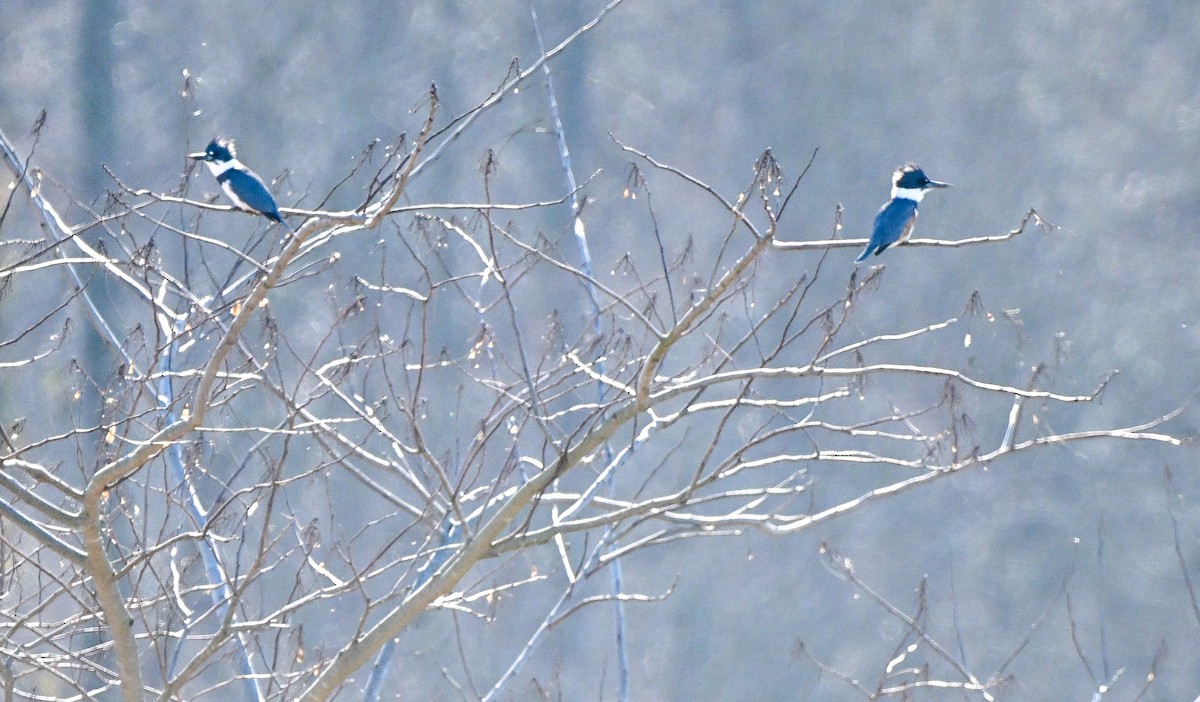 Опоясанный зимородок - ML651196419