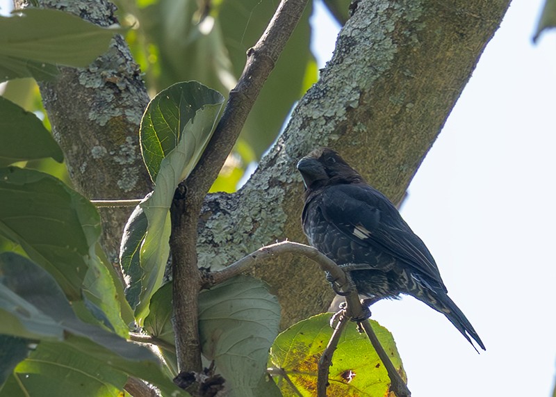 Weißstirnweber - ML651196544