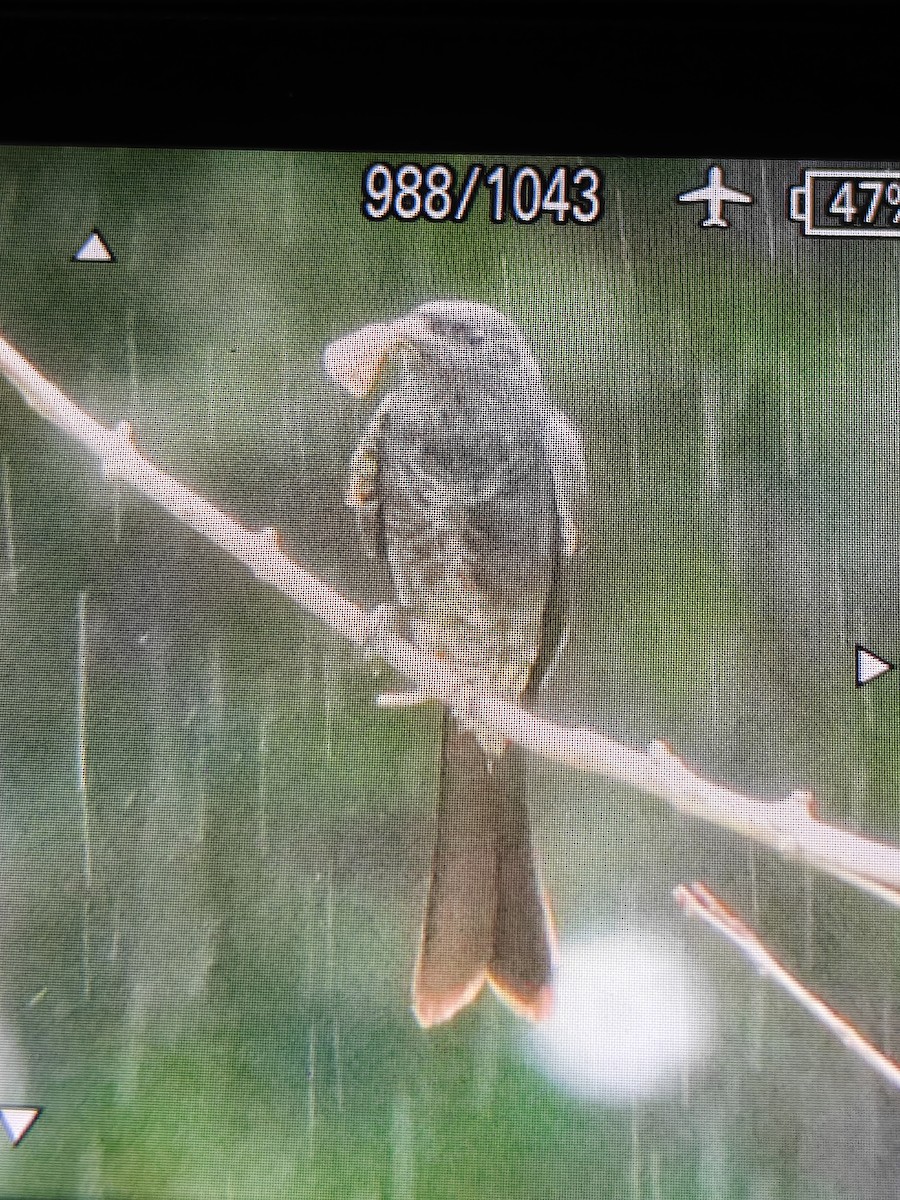 Черный дронго - ML651196920