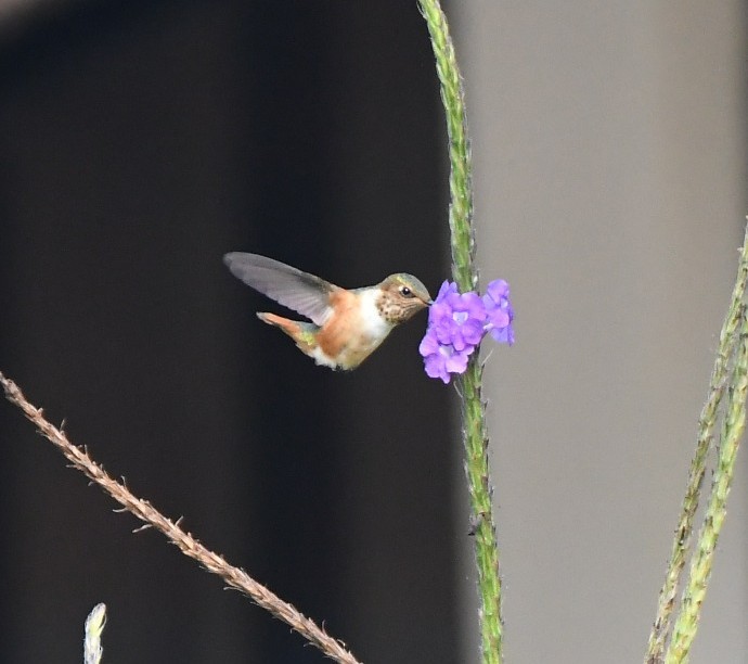 Scintillant Hummingbird - ML651196930