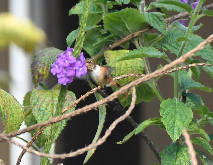 Scintillant Hummingbird - ML651196931