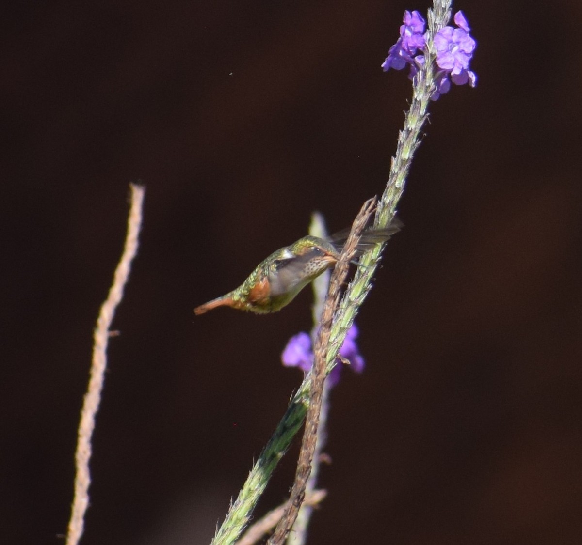 Scintillant Hummingbird - ML651196932