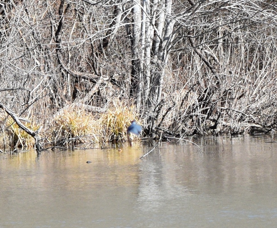 Опоясанный зимородок - ML651196934