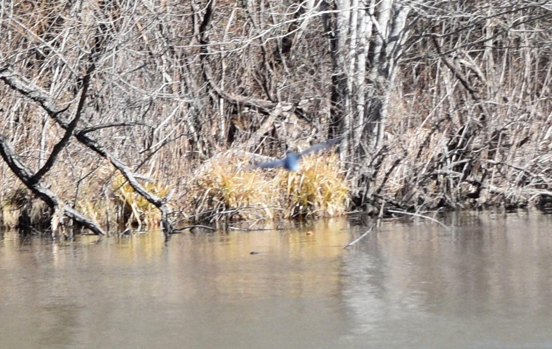 Опоясанный зимородок - ML651196935