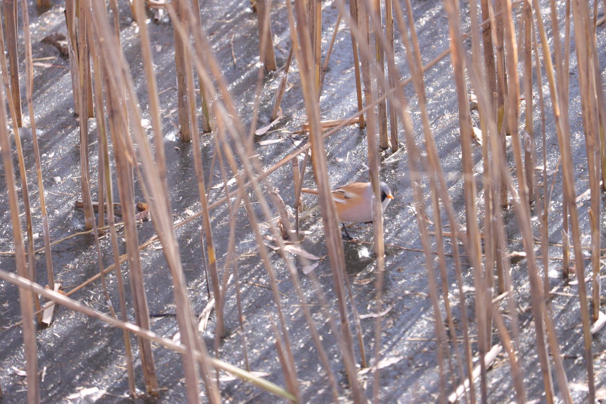 Bearded Reedling - ML651196964