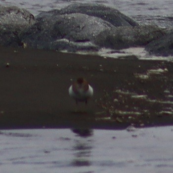 sand-plover sp. - ML651197142