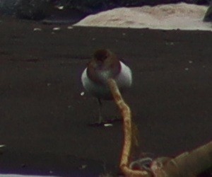 sand-plover sp. - ML651197143