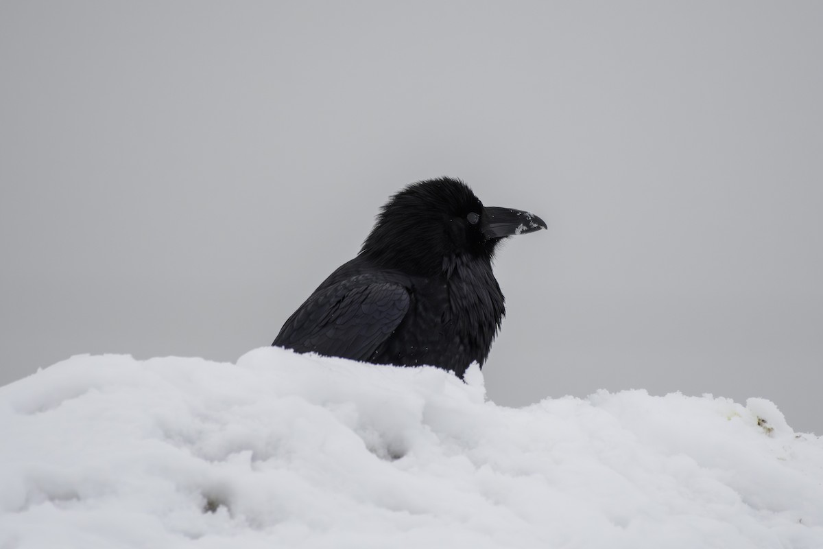 ワタリガラス - ML651197506