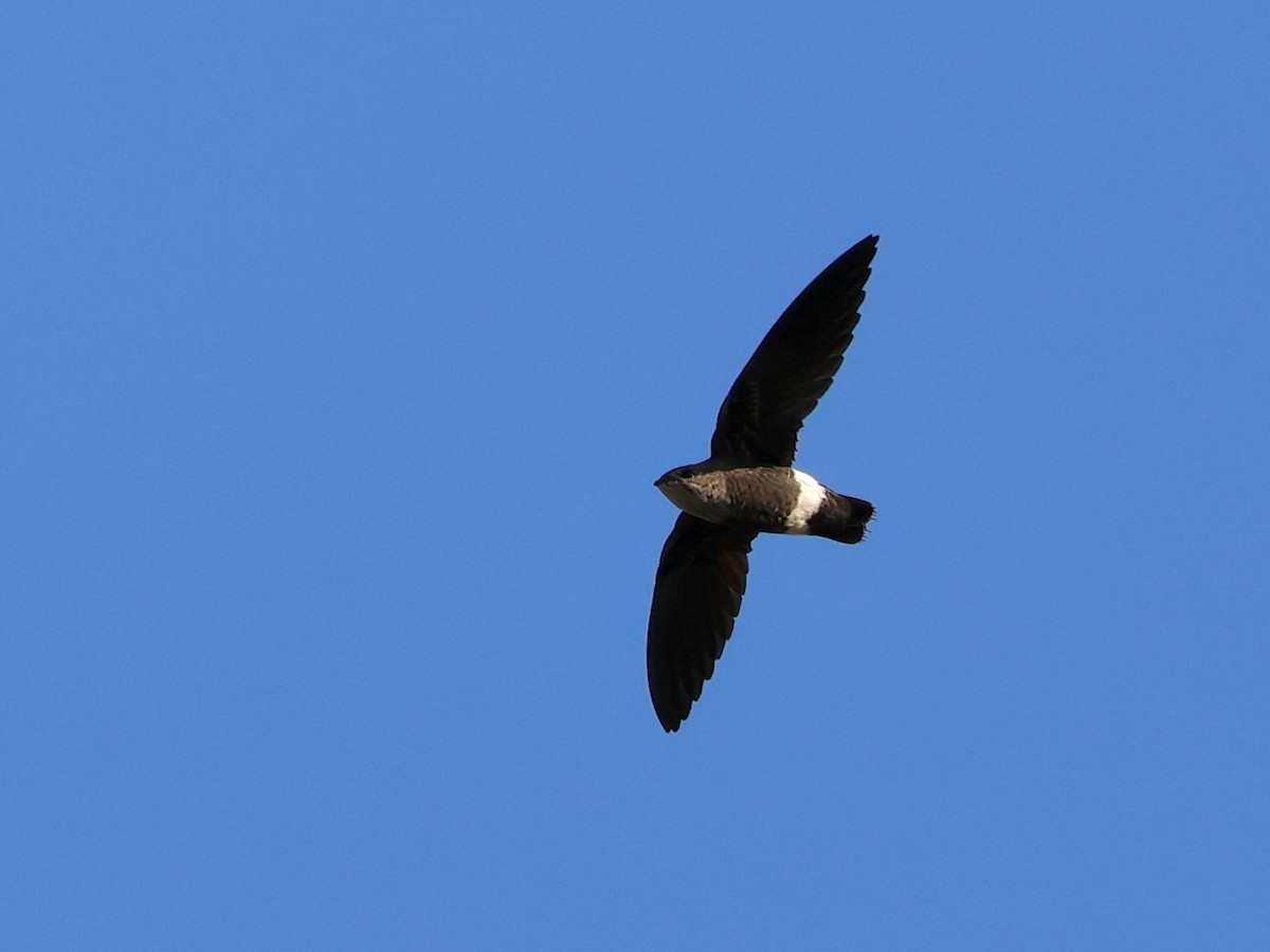 Mottled Spinetail - ML651197538