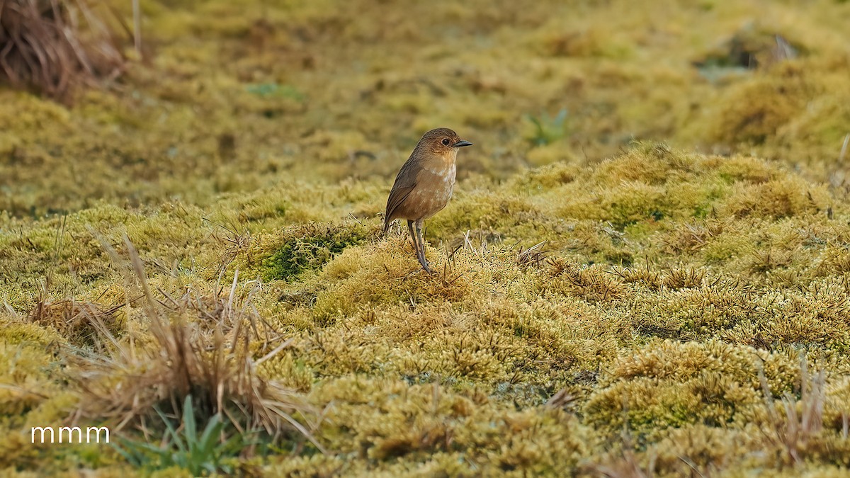 Boyaca Antpitta - ML651197718
