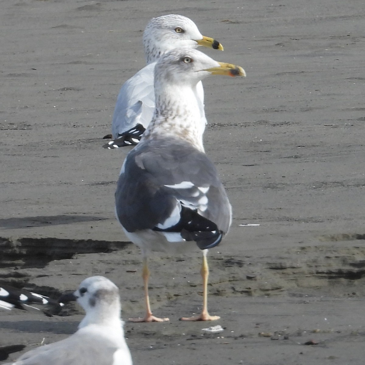 Мартин чорнокрилий - ML651197744