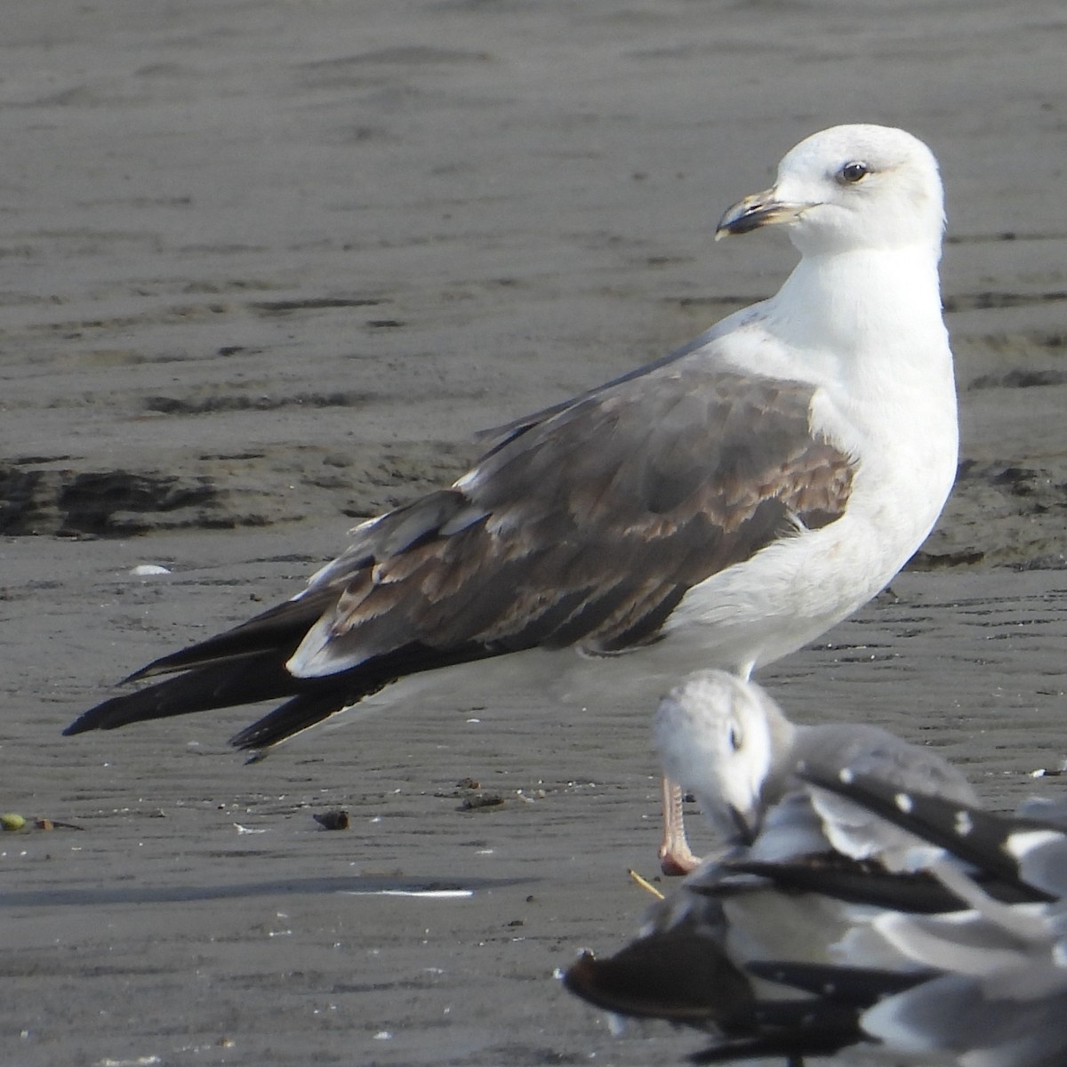 Мартин чорнокрилий - ML651197745