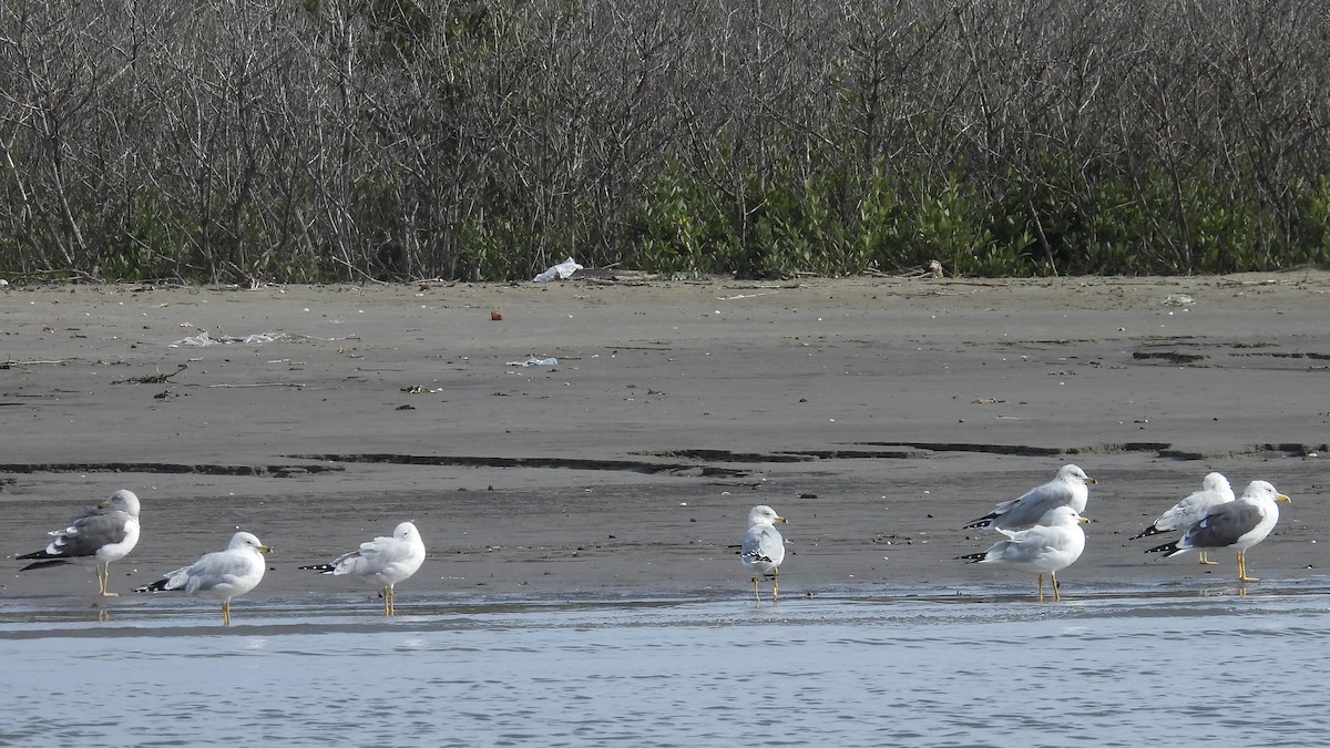 Мартин чорнокрилий - ML651197746