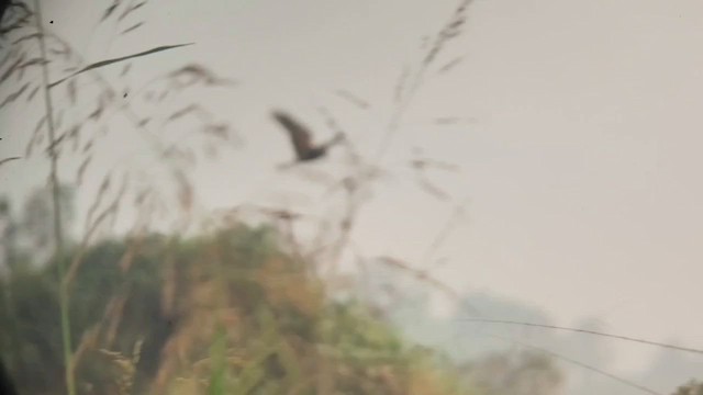 Western Marsh Harrier - ML651197810