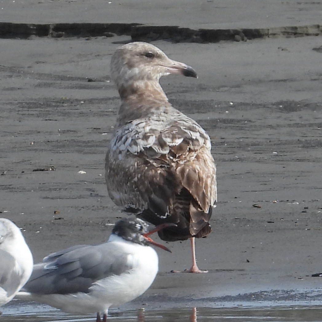 Мартин американський - ML651197867