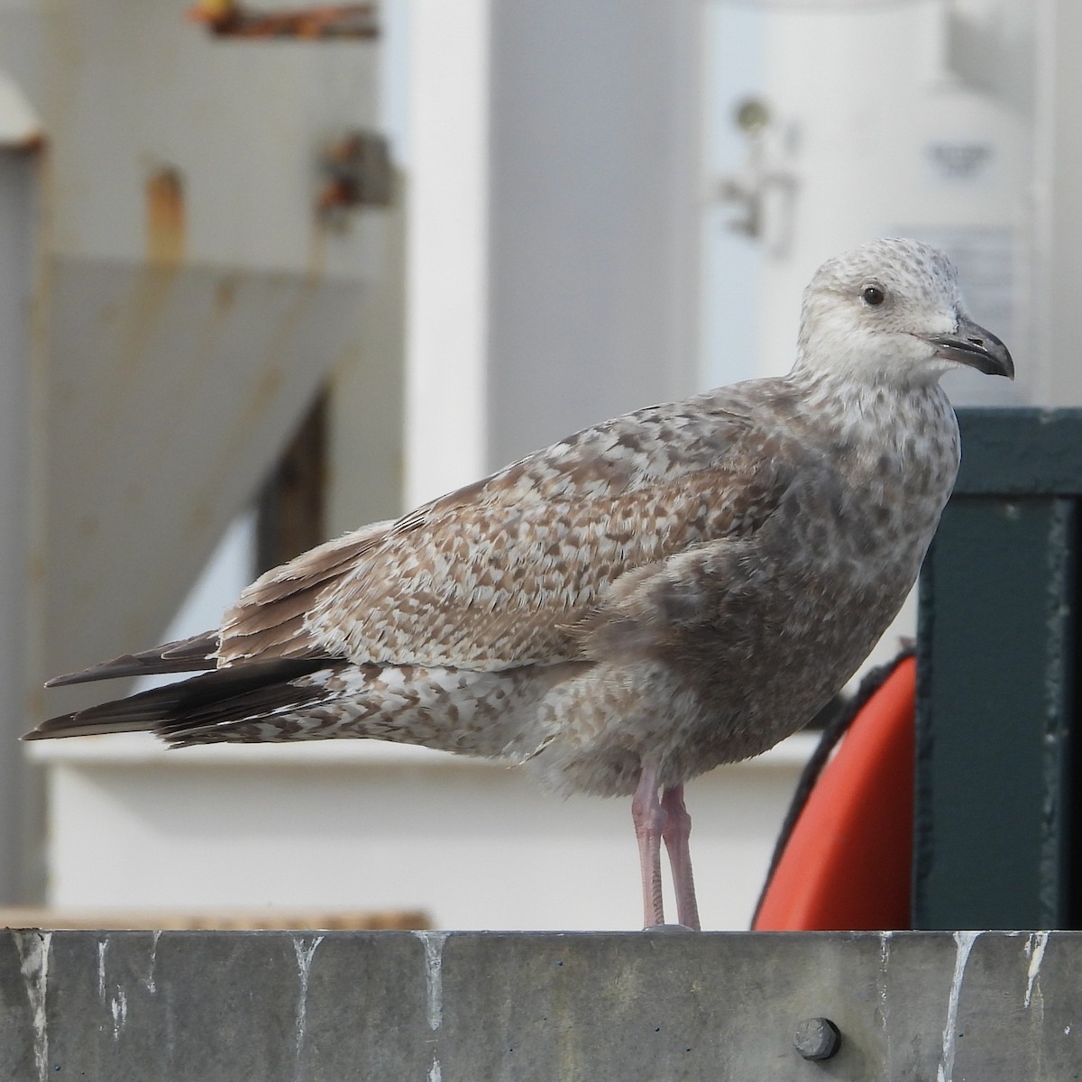 Мартин американський - ML651197868