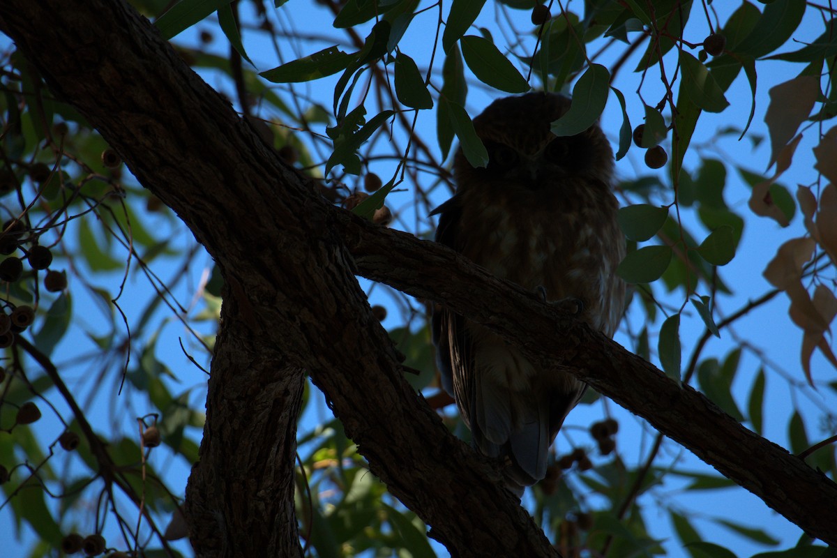 Australian Boobook (Boobook) - ML651197899